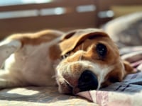 Social media users warn about not walking your dog in the sun! 