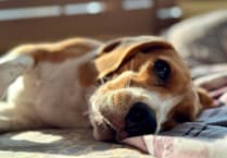 Social media users warn about not walking your dog in the sun!