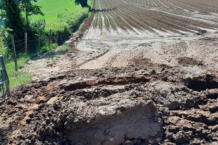 potato fields