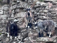 
What’s got your goat Abergavenny?
