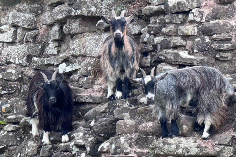 Who wants to lock horns first?