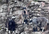 What’s got your goat Abergavenny?