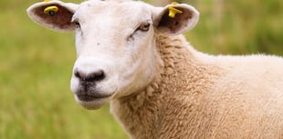Powys farmer fined for causing unnecessary suffering to 80 sheep