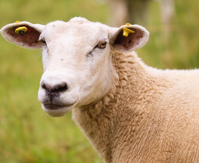 Powys farmer fined for causing unnecessary suffering to 80 sheep