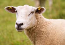 Powys farmer fined for causing unnecessary suffering to 80 sheep