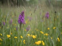 River Gavenny 'insect safari' open to all this week with expert guide