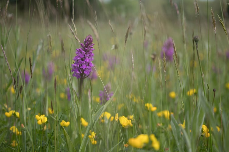 Grassland in Monmouthshire