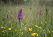 River Gavenny 'insect safari' open to all this week with expert guide