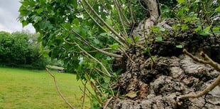 The search for Britain’s most endangered tree  