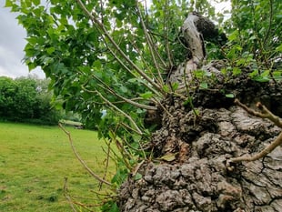 The search for Britain’s most endangered tree  