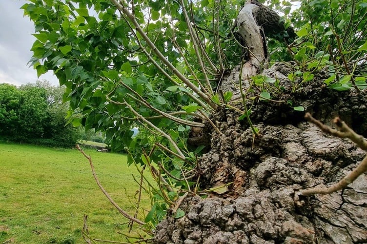 Black Poplar