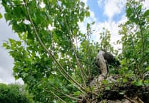 The search for Britain’s most endangered tree