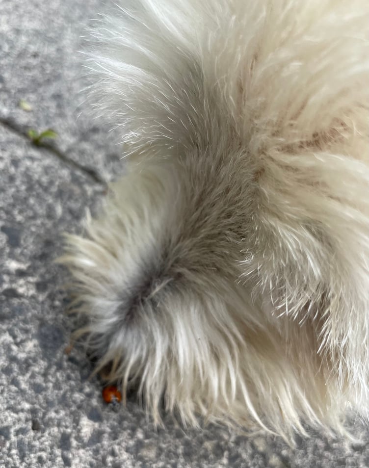 ladybird and dog