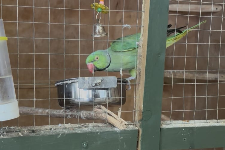 Birds at Raglan Farm Park