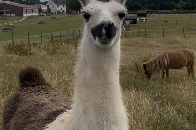 Animals at Raglan Farm Park