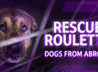 RSPCA urges licensing after BBC probe