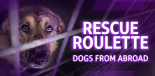 RSPCA urges licensing after BBC probe