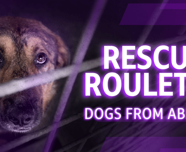 RSPCA urges licensing after BBC probe