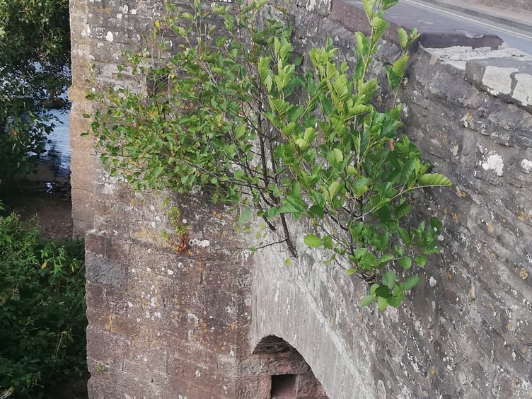 Alder trees growing from the stonework of Crickhowell Bridge