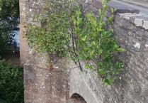 Concern over trees growing from Crickhowell Bridge stonework