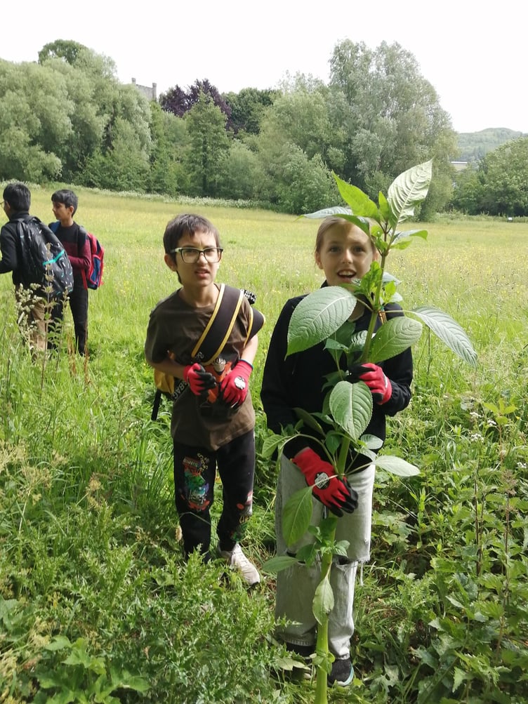 Weeds on the Meadow