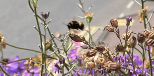 Pollinators Decline in Wales: Local efforts to turn back the tide