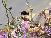Pollinators Decline in Wales: Local efforts to turn back the tide