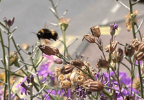 Saving Wales' Pollinators: Local Impact