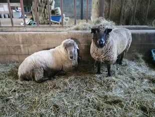 Can you help local animal sanctuary faced with food shortages?