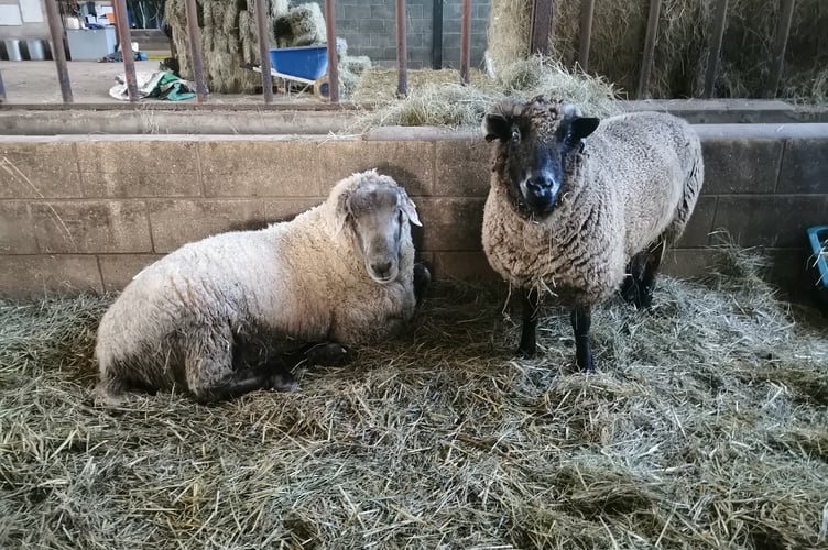 sheep