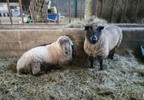 Can you help local animal sanctuary faced with food shortages?