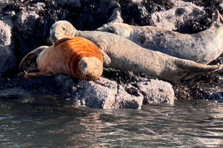Seals