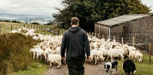 Welsh Lib Dems Raise Ongoing Red Tape Hitting Welsh Lamb 



