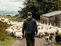 Welsh Lib Dems Raise Ongoing Red Tape Hitting Welsh Lamb 



