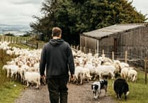 Welsh Lib Dems Raise Ongoing Red Tape Hitting Welsh Lamb