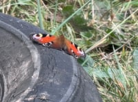 

Fly tipping at Mardy Park brings the butterflies! 
