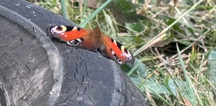

Fly tipping at Mardy Park brings the butterflies! 