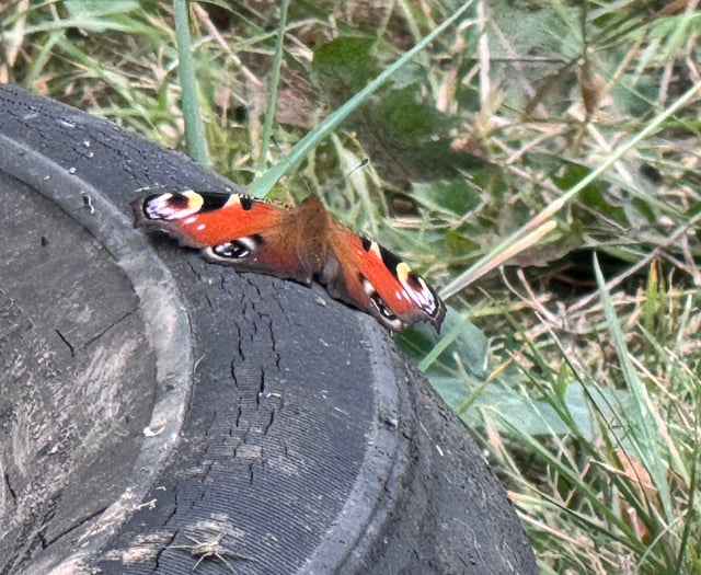 

Fly tipping at Mardy Park brings the butterflies! 