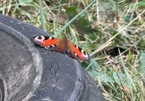 Fly tipping at Mardy Park brings the butterflies!