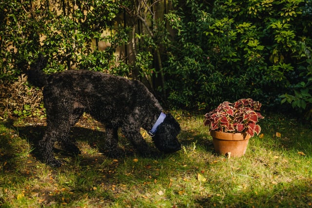 Conker Caution! Dogs Trust warns of harmful conkers this autumn