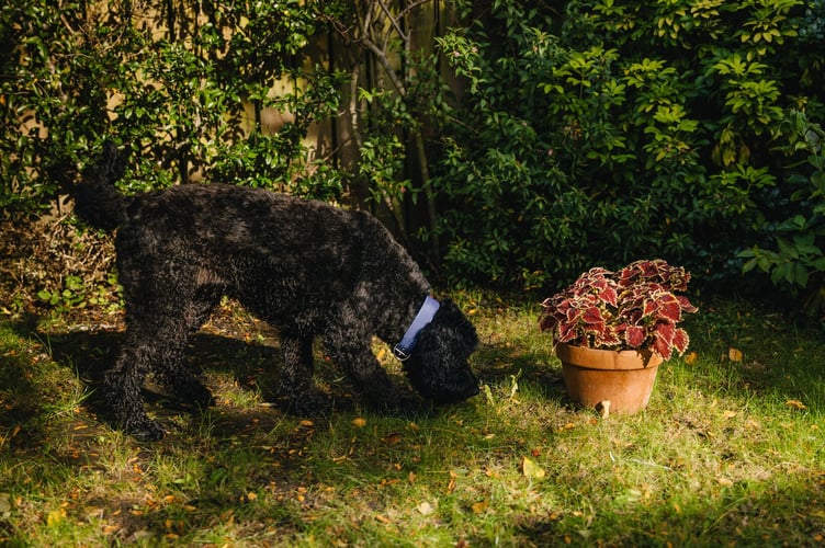 Dog playing with conkers