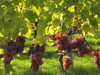 Local vineyard announces UK first as new rosé released
