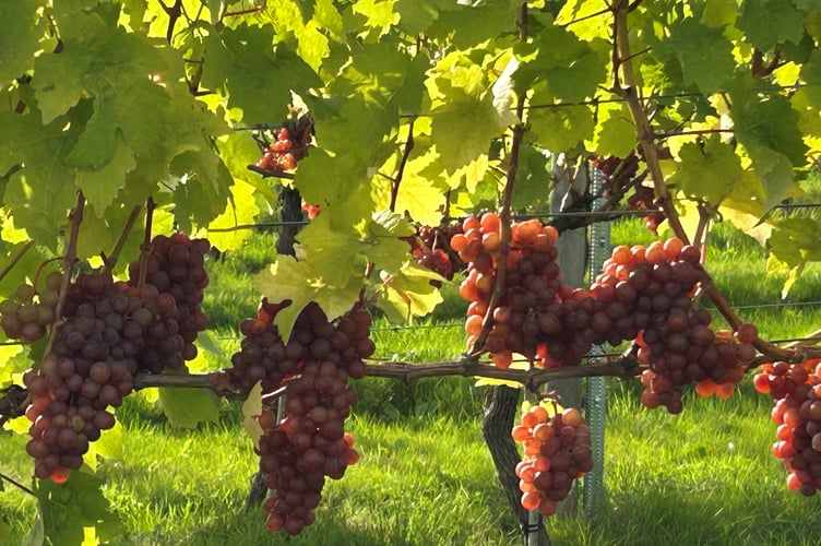 siegerrebe grape white castle