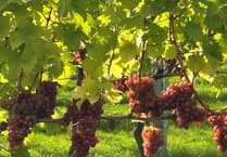 Local vineyard announces UK first as new rosé released