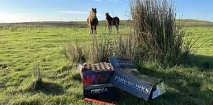 Redwings calls for tighter fireworks rules