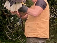 Public enraptured by raptors at free flying event
