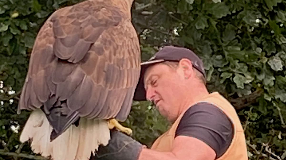 Public Enraptured by Raptors at Free Flying Event | Abergavennychro...
