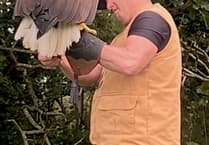 Public enraptured by raptors at free flying event