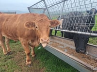 Chepstow cattle found to have Bluetongue virus