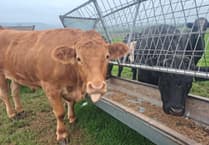 Chepstow cattle found to have Bluetongue virus